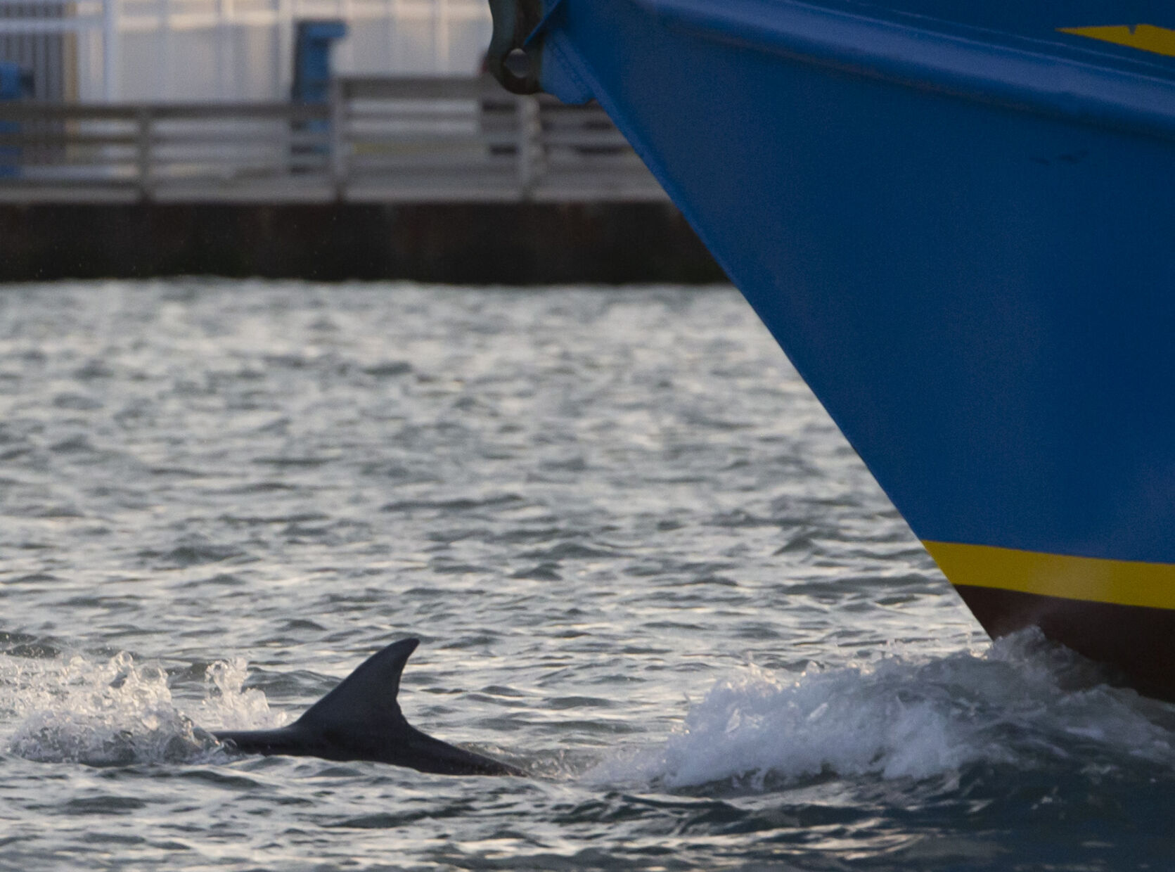 Dolphin Tours